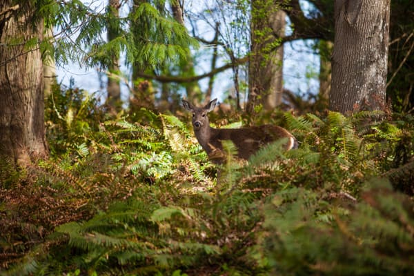 Wildlife. Black-tailed Deer