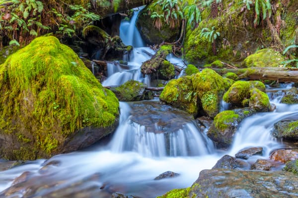 Forest and Water. Mossy Cascade