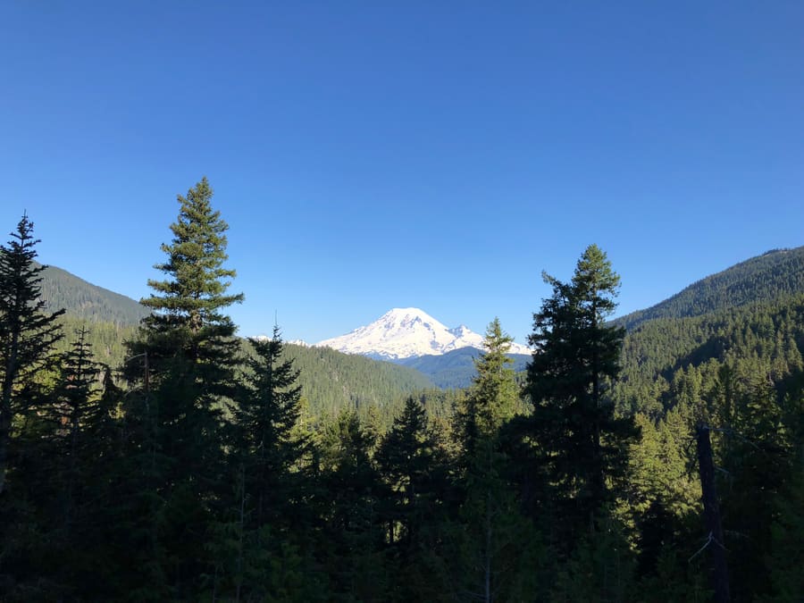 Rainier Beyond the Firs. Mount Rainier National Park, Washington